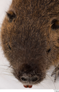 Nutria head 0004.jpg